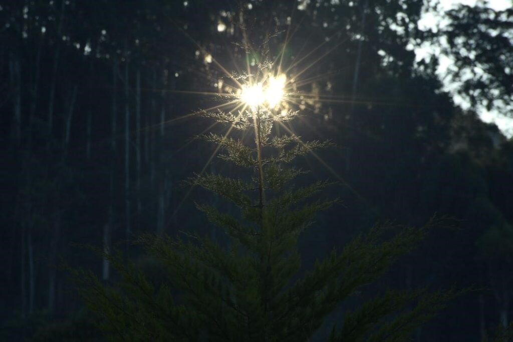 Sun oriented String Lights