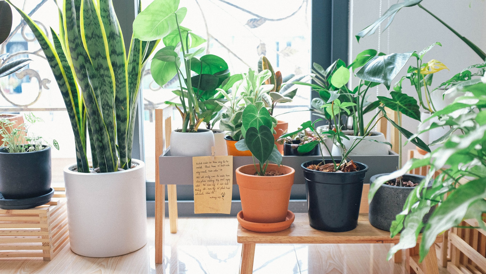 How to choose from the best indoor plants for home?