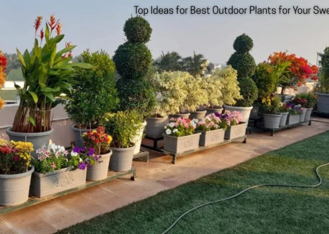 Top Ideas for Best Outdoor Plants for Your Sweet Home