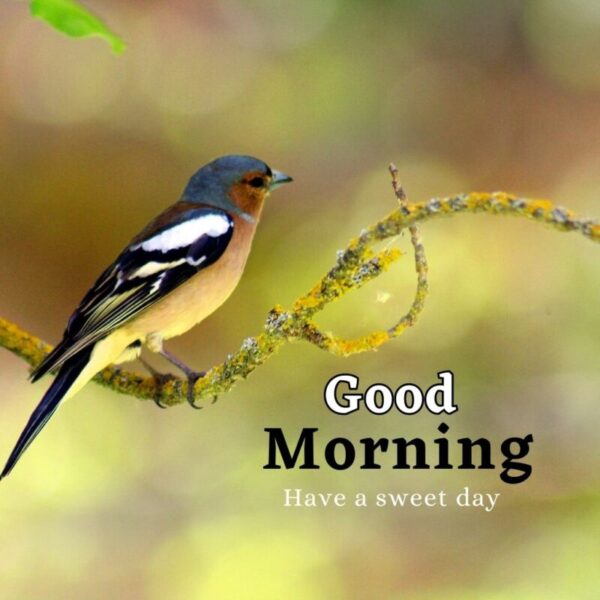 Wildlife in the Morning