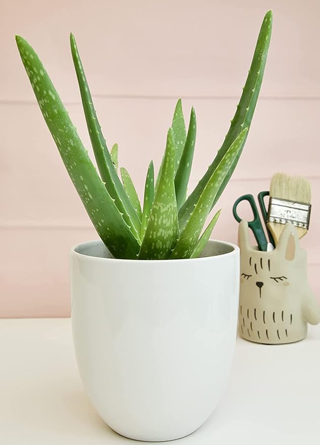 Aloe vera