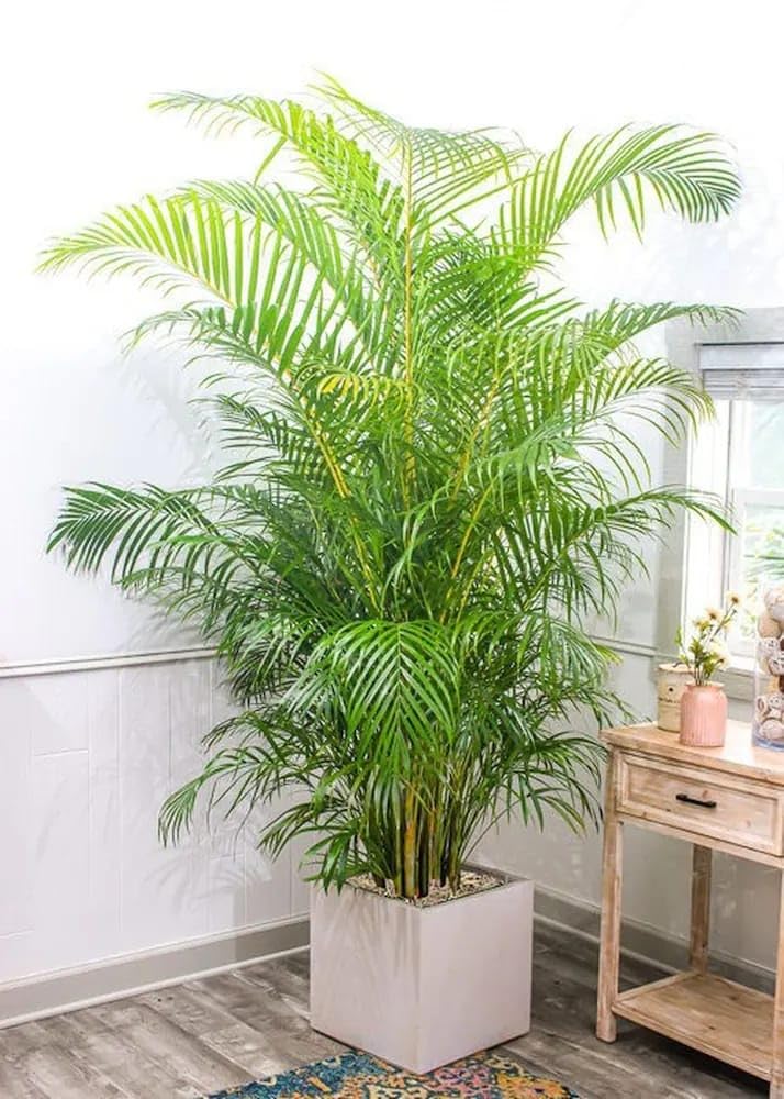 Areka Palm