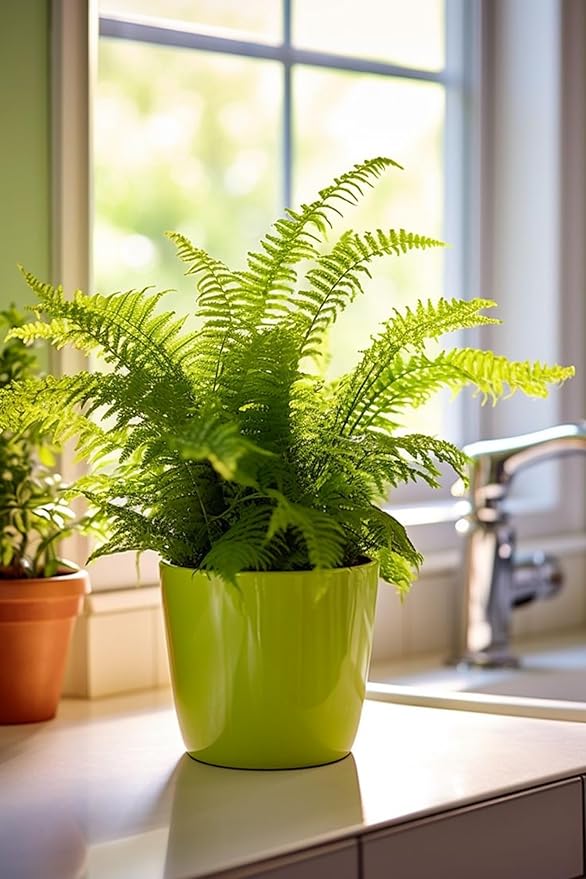 Boston Fern
