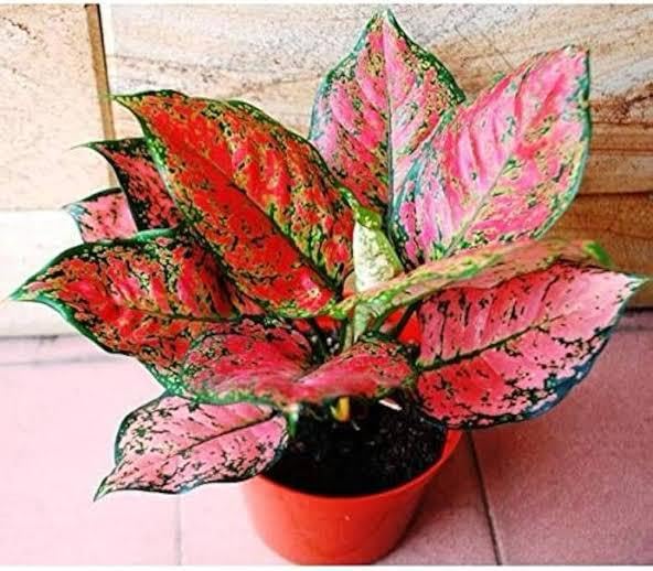 Chinese evergreen plant