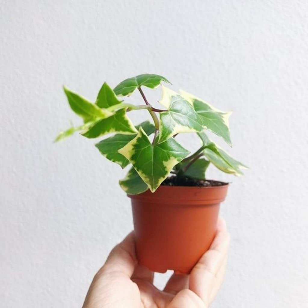 English Ivy