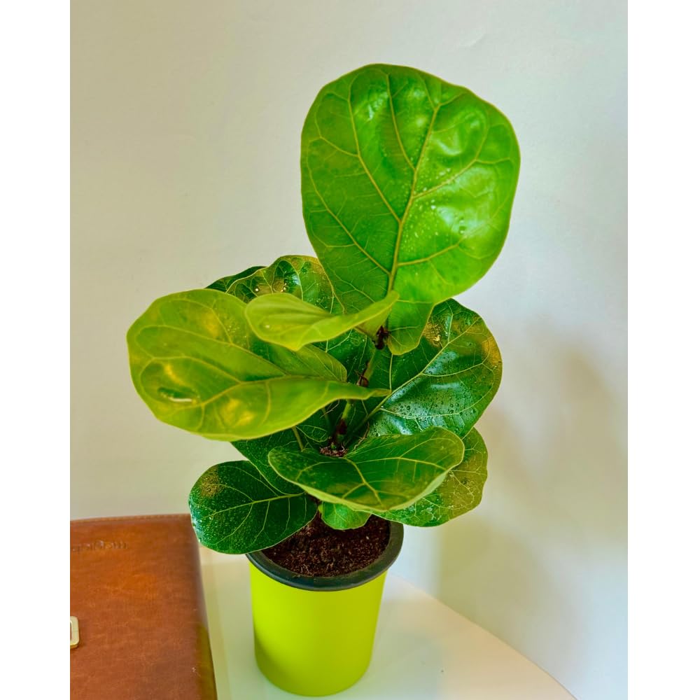 Fidle Leaf Fig
