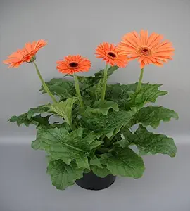 Gerbera Daisy