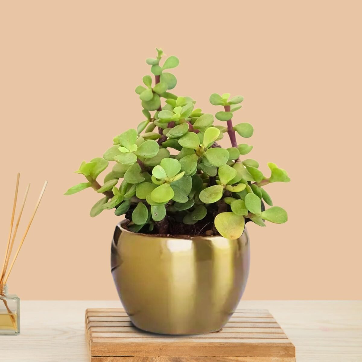 Jade Plant