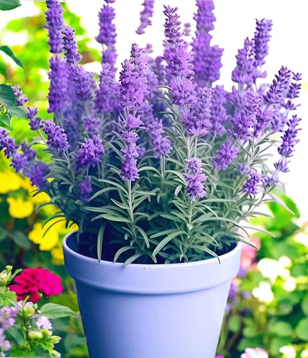 Lavender plant