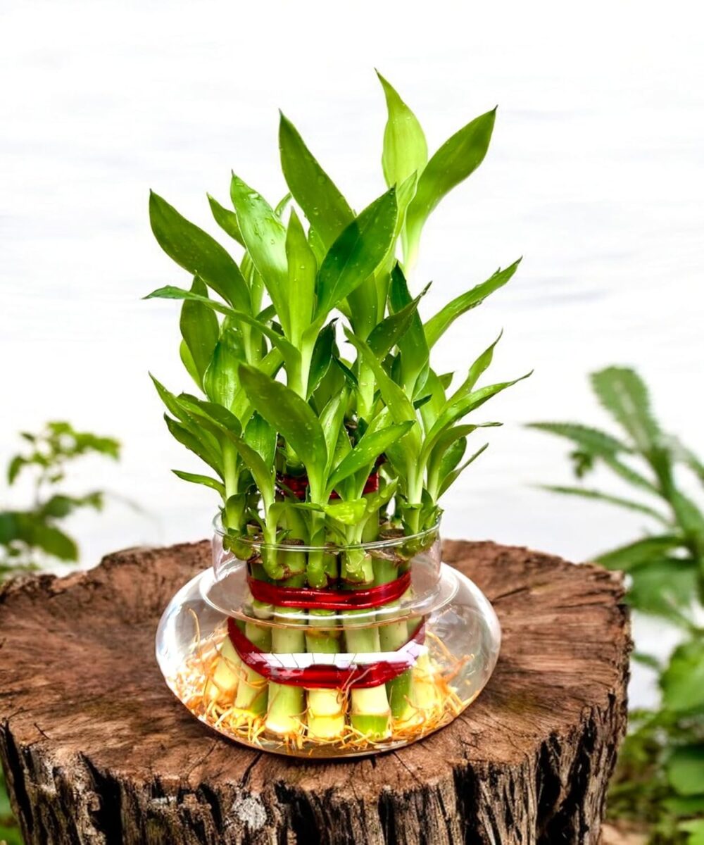 Lucky Bamboo
