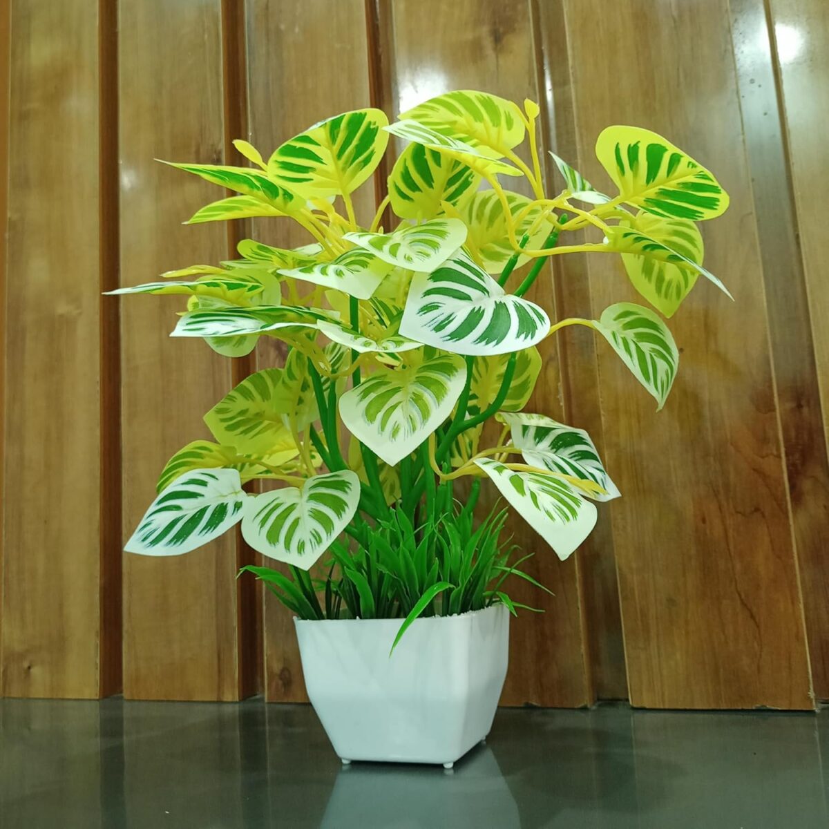 Pothos