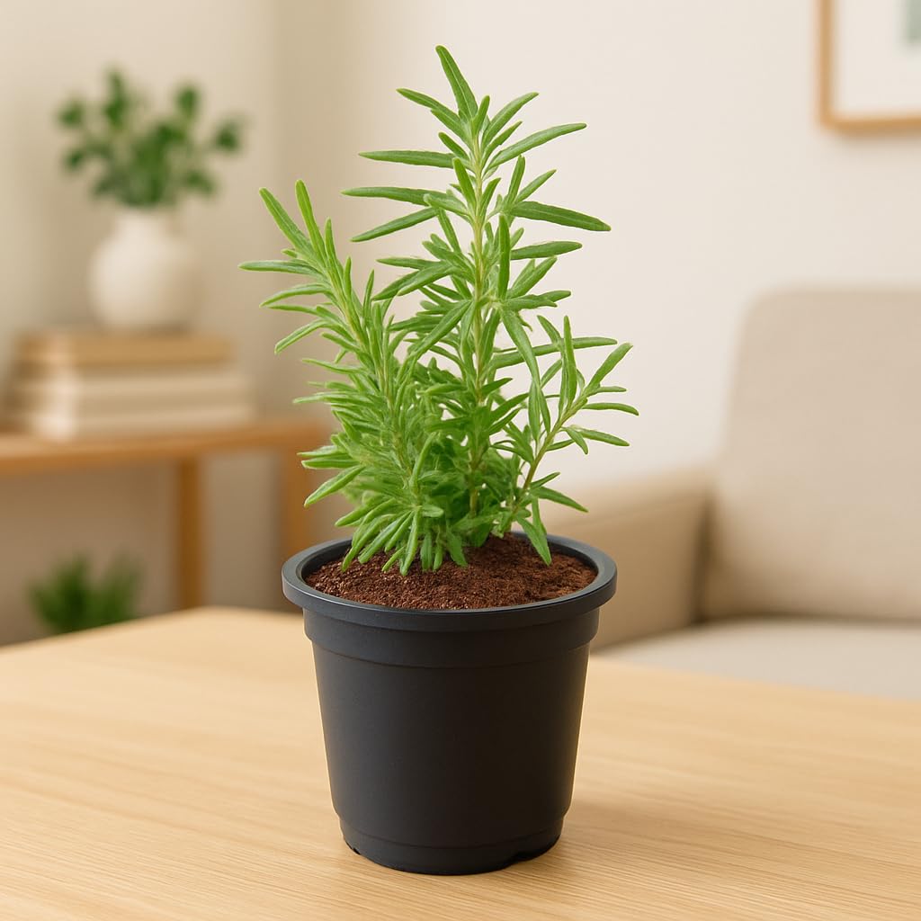 Rosemary