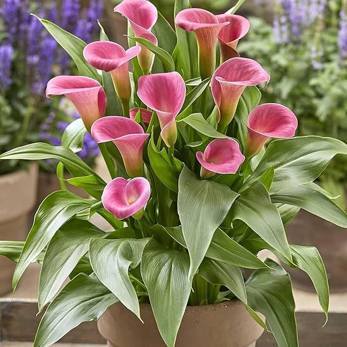 Shanti Lily