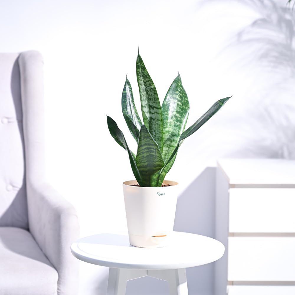 Snake plant indoor