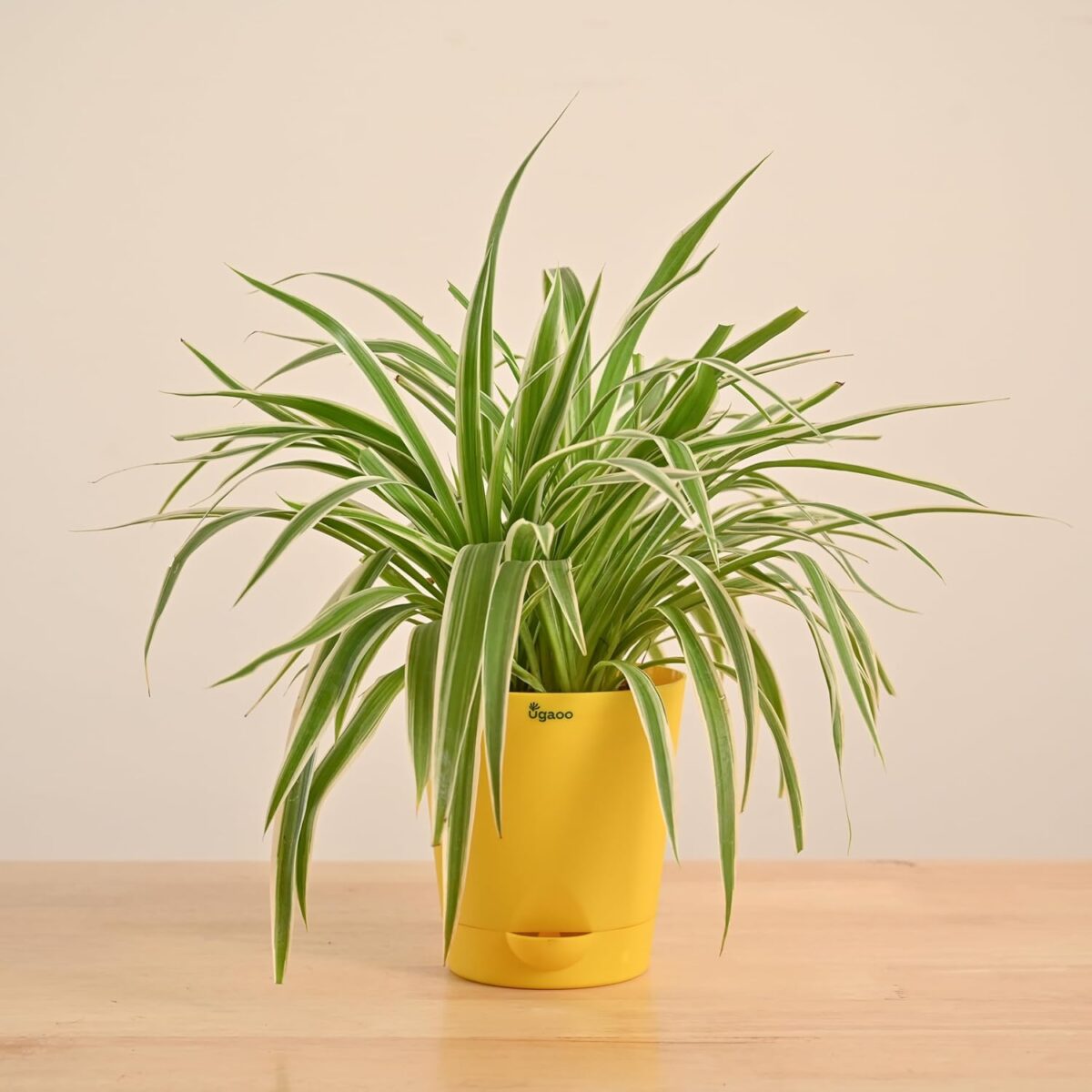 Spider plant indoor