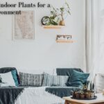 The 20 Best Indoor Plants for a Positive Environment