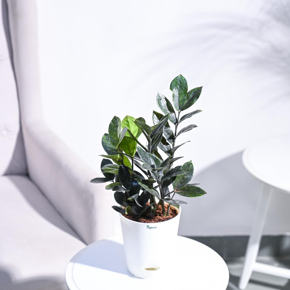 Zz plant