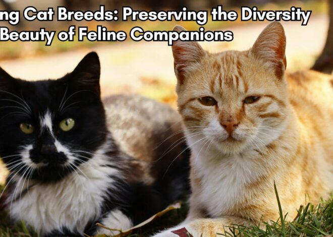 Saving Cat Breeds: Preserving the Diversity and Beauty of Feline Companions