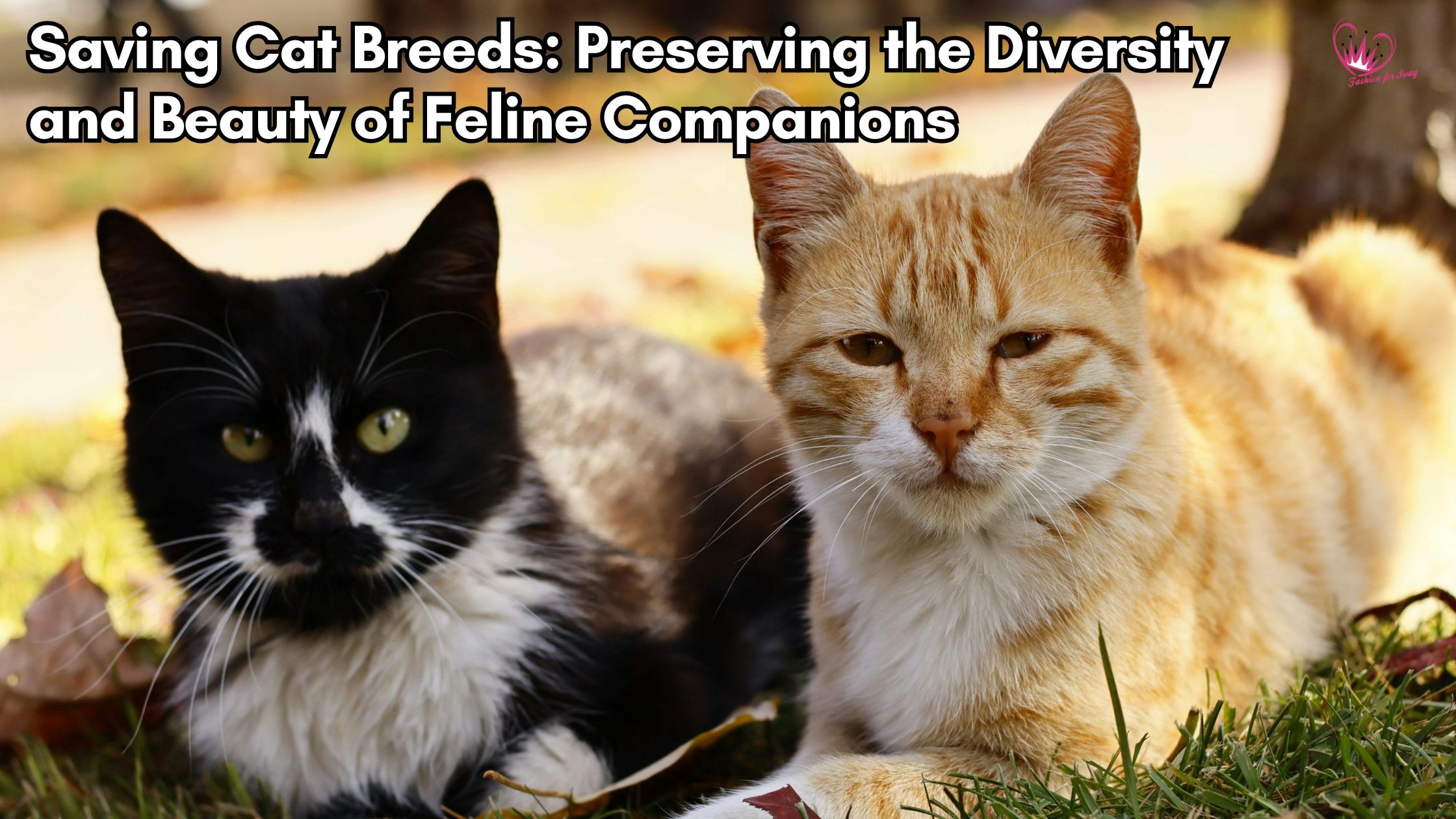 Saving Cat Breeds: Preserving the Diversity and Beauty of Feline Companions