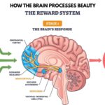 The Aesthetics of the Mind: How the Brain Processes Beauty