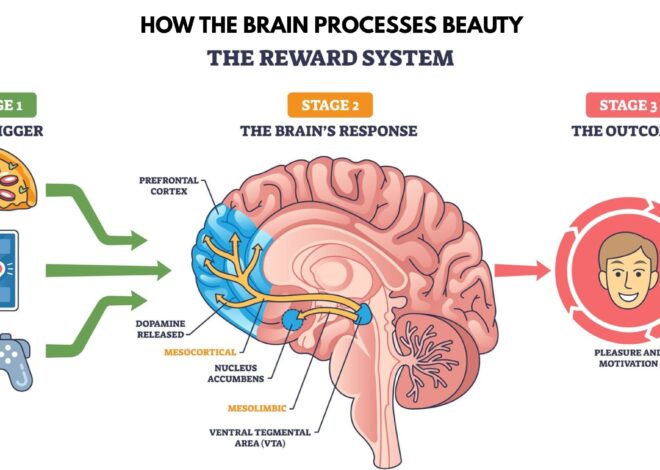 The Aesthetics of the Mind: How the Brain Processes Beauty