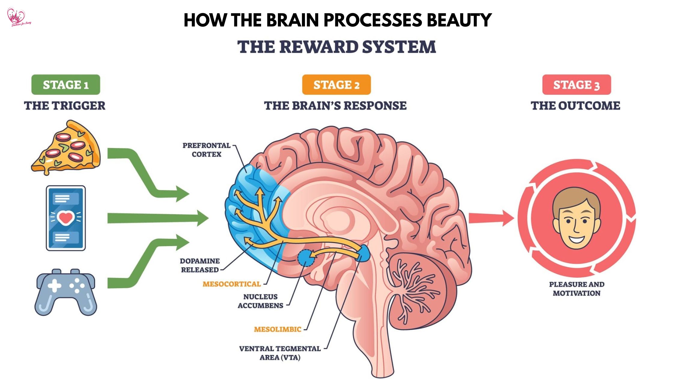 The Aesthetics of the Mind: How the Brain Processes Beauty